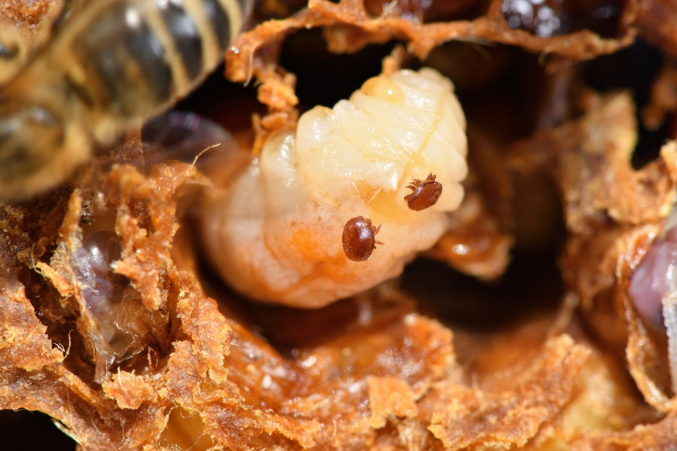 Traitement anti-varroa d'été à l'acide formique